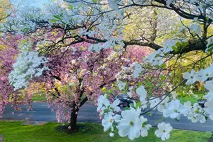 7515 Cayuga Ave, Bethesda, MD 20817 - Photo 41