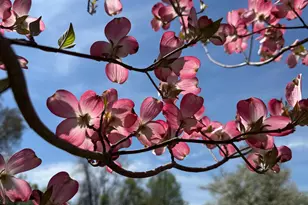 12929 Esworthy Rd, North Potomac, MD 20878 - Photo 5