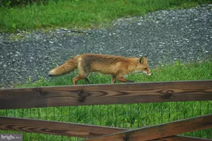 14008 Loblolly Terrace, Rockville, MD 20850 - Photo 33