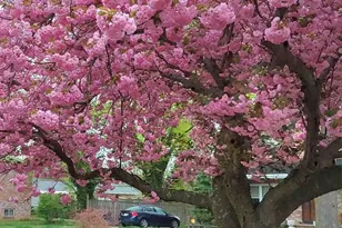 7906 Esther Dr, Oxon Hill, MD 20745 - Photo 65