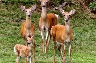 15517 Glastonbury Way, Upper Marlboro, MD 20774 - Photo 97