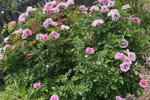 13205 Iris Ct, Bowie, MD 20715 - Photo 89