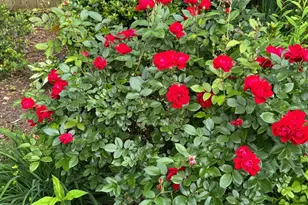 13205 Iris Ct, Bowie, MD 20715 - Photo 91