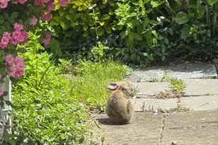 13205 Iris Ct, Bowie, MD 20715 - Photo 93