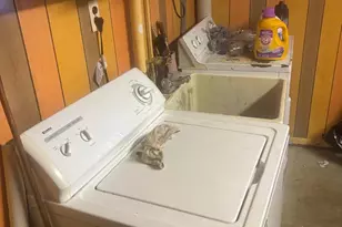 [Address not provided], Upper Marlboro, MD 20772 - Photo 15