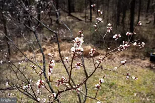 6901 Accokeek Rd, Brandywine, MD 20613 - Photo 71