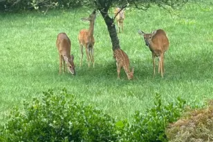 7800 Mystic River Terrace, Glenn Dale, MD 20769 - Photo 89