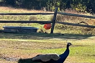 7606 Woodyard Rd, Clinton, MD 20735 - Photo 3