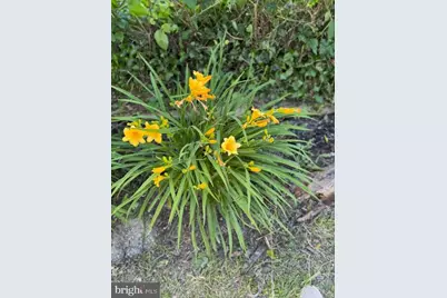 4223 Vine Street, Capitol Heights, MD 20743 - Photo 9