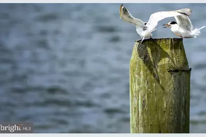 1109 Grasonville Cemetery Road, Grasonville, MD 21638 - Photo 39