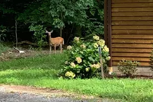 241 White Marsh Rd, Centreville, MD 21617 - Photo 43