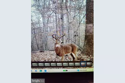 241 White Marsh Road, Centreville, MD 21617 - Photo 41