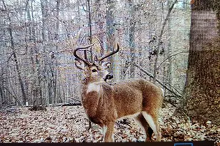 241 White Marsh Rd, Centreville, MD 21617 - Photo 41