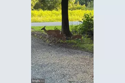 241 White Marsh Road, Centreville, MD 21617 - Photo 47