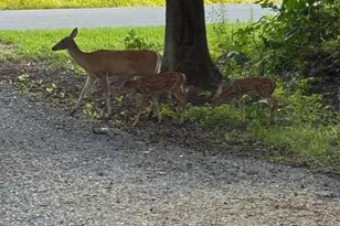 241 White Marsh Rd, Centreville, MD 21617 - Photo 47