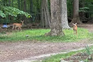 241 White Marsh Rd, Centreville, MD 21617 - Photo 45