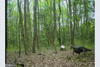 Big Woods Road, Church Hill, MD 21623 - Photo 7