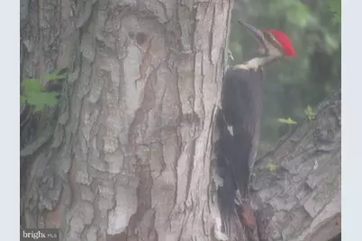 1301 Bridgetown Road, Henderson, MD 21640 - Photo 33