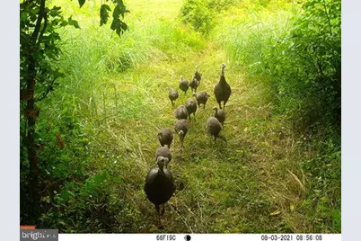 1301 Bridgetown Road, Henderson, MD 21640 - Photo 31