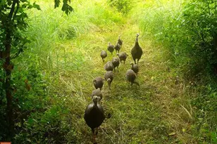 1301 Bridgetown Rd, Henderson, MD 21640 - Photo 31