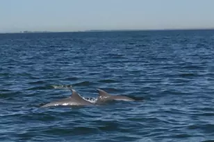 15363 Holly Dr, Scotland, MD 20687 - Photo 35