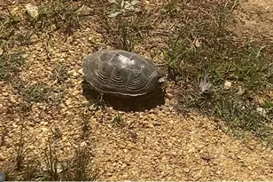 15363 Holly Dr, Scotland, MD 20687 - Photo 29