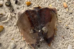 15363 Holly Dr, Scotland, MD 20687 - Photo 31