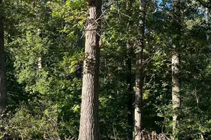 38310 Pleasant View Dr, Charlotte Hall, MD 20622 - Photo 3