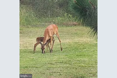 27351 Phoenix Church Road, Marion Station, MD 21838 - Photo 39