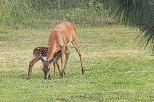 27351 Phoenix Church Rd, Marion Station, MD 21838 - Photo 39