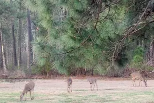 27351 Phoenix Church Rd, Marion Station, MD 21838 - Photo 37