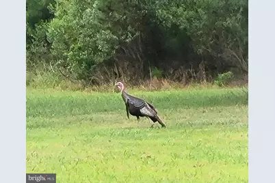 27351 Phoenix Church Road, Marion Station, MD 21838 - Photo 41