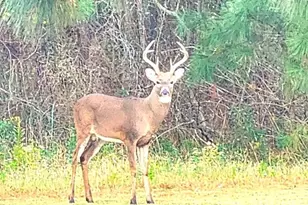 27351 Phoenix Church Rd, Marion Station, MD 21838 - Photo 11