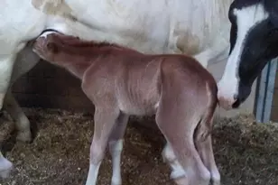 14135 Cooley Rd, Princess Anne, MD 21853 - Photo 13