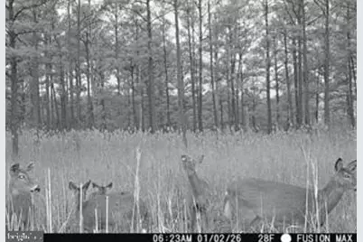 007 Mt. Vernon Road, Princess Anne, MD 21853 - Photo 15