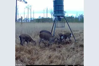 007 Mt. Vernon Road, Princess Anne, MD 21853 - Photo 31