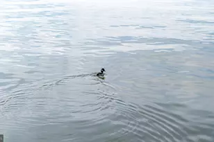 26361 Chanticleer Rd, Oxford, MD 21654 - Photo 23