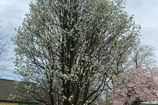 101 Mulberry St, Saint Michaels, MD 21663 - Photo 43