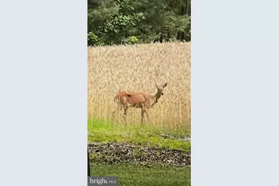 11116 Liberty Lane, Easton, MD 21601 - Photo 19