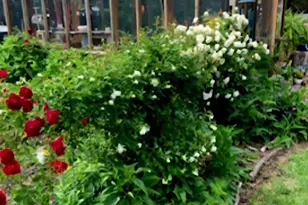 25706 Edgeview Rd, Royal Oak, MD 21662 - Photo 7