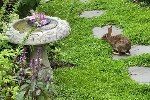 8006 Parrotts Lot Circle, Easton, MD 21601 - Photo 43