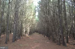 24959 Collins Wharf Rd, Eden, MD 21822 - Photo 11