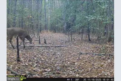 007 Muddy Hole Road, Tyaskin, MD 21865 - Photo 35