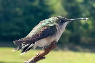 8292 Democracy Dr, Parsonsburg, MD 21849 - Photo 73