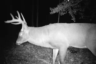 163 Hall Rd, Pocomoke City, MD 21851 - Photo 7