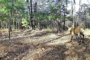 163 Hall Rd, Pocomoke City, MD 21851 - Photo 9