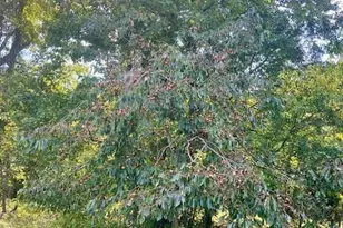 163 Hall Rd, Pocomoke City, MD 21851 - Photo 123