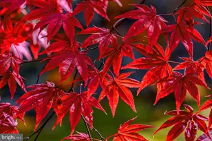 101 Mumfords Lndg Rd, Ocean Pines, MD 21811 - Photo 107