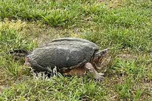 11911 W Yardarm Dr, Berlin, MD 21811 - Photo 95