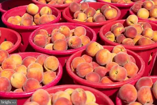 408 Flower St, Berlin, MD 21811 - Photo 23